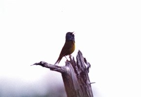 Warbler, Mourning, Nova Scotia, 7-1994 B03P41I02